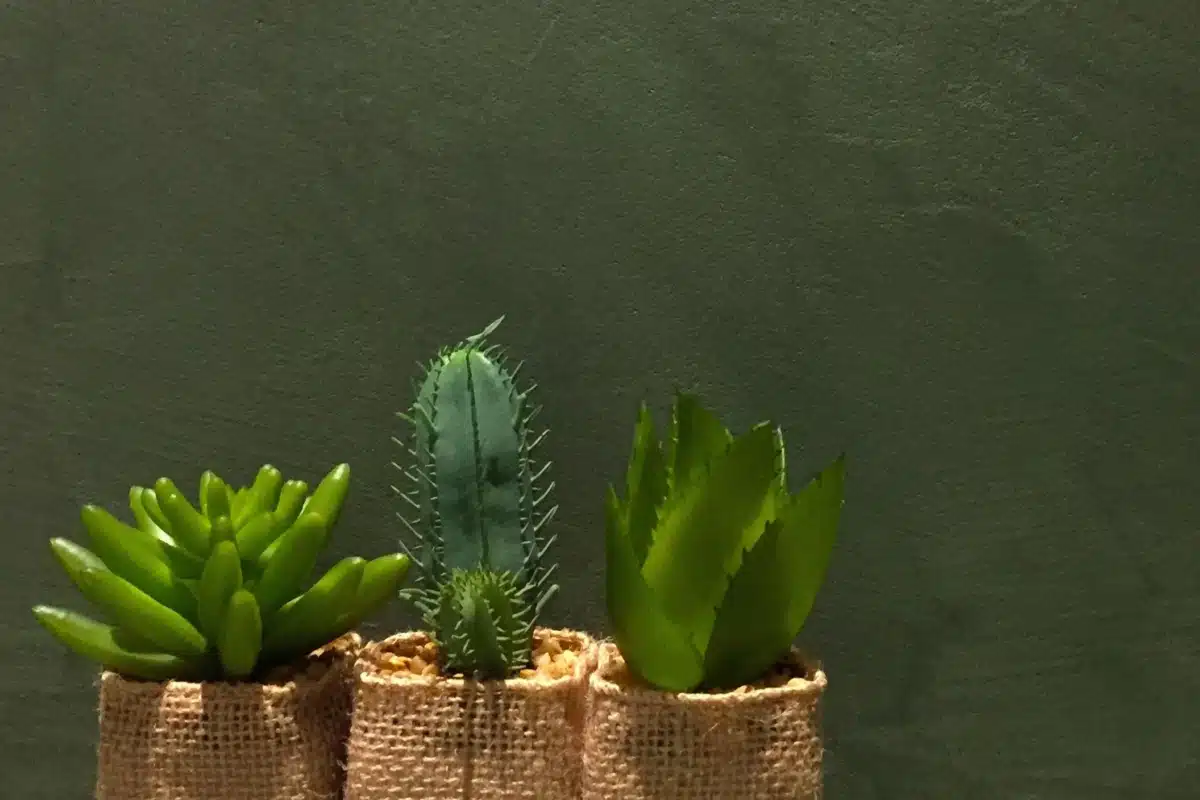 Groene muur met natuurlijke textuur, afgewerkt met pleisterwerk en Mortex door In't Wit.